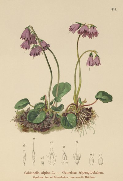 Alpin snöklocka (Soldanella alpina) av German School