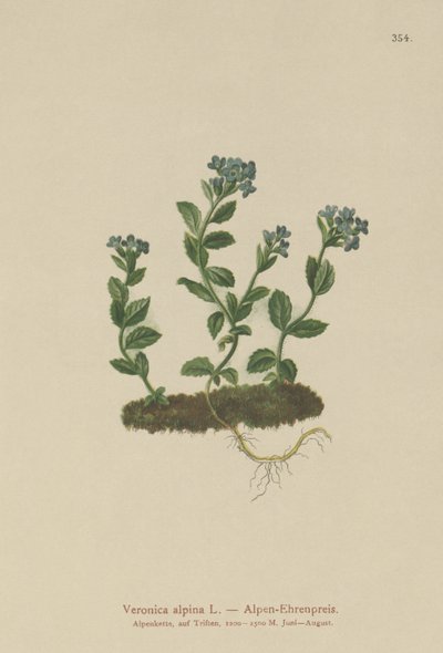 Alpine Speedwell (Veronica alpina) av German School