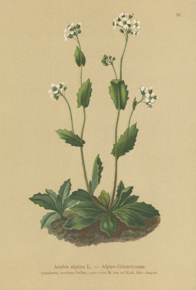 Alpväggkrasse (Arabis alpina) av German School