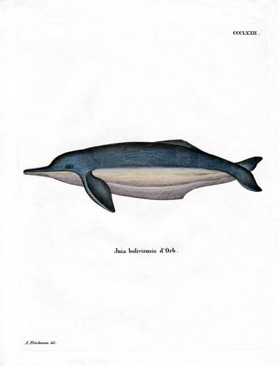 Amazon River Dolphin (färgad gravyr) av German School