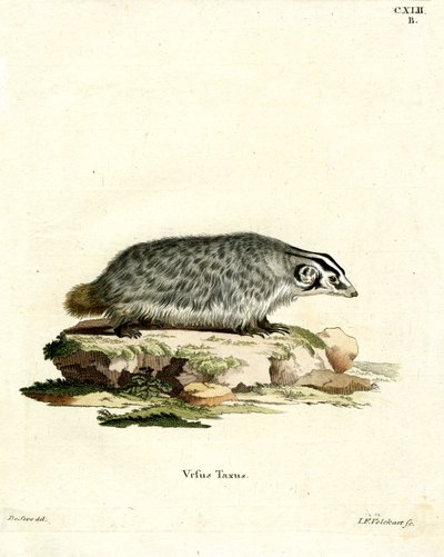 American Badger (färgad gravyr) av German School