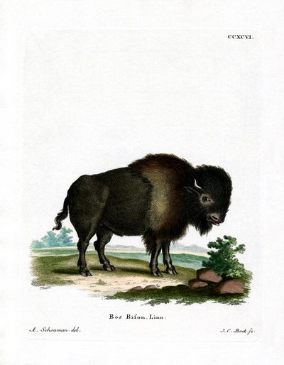 American Bison (färgad gravyr) av German School