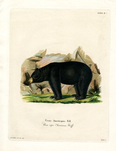 American Black Bear (färgad gravyr) av German School