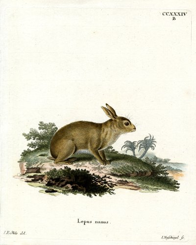 American Grey Rabbit (färgad gravyr) av German School