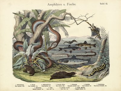 Amfibier och fiskar, ca 1860 av German School