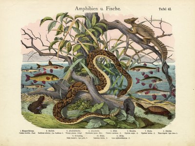 Amfibier och fiskar, ca 1860 av German School
