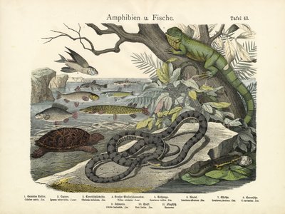 Amfibier och fiskar, ca 1860 av German School