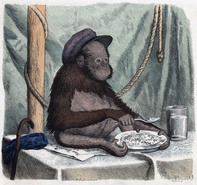 En utbildad orangoutang (orangutang, orangoutang, orangutang) äter ris med en sked. I När någon reser är detta vad han kan berätta, tysk saga av Franz Wiedemann av German School