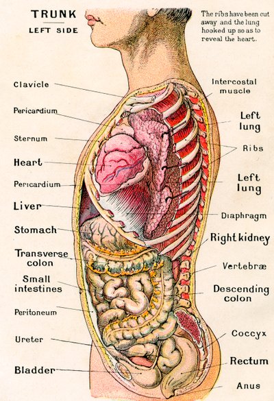 Anatomisk syn på den mänskliga överkroppen av German School