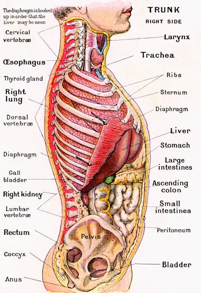Anatomisk syn på den mänskliga överkroppen av German School