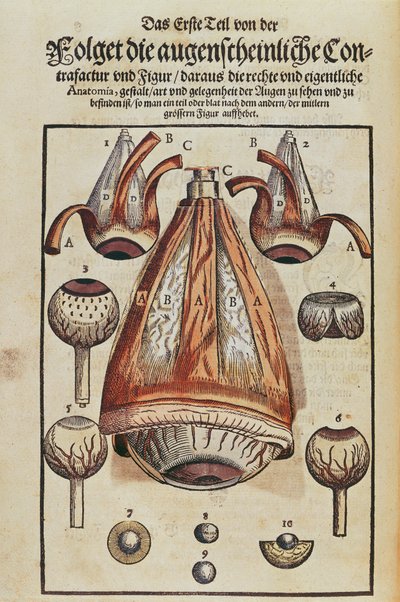 Anatomy of the eye, från Ophthalmodouleia av Georg Bartisch (1535-1636) publicerad i Dresden 1583 (träblock i färg) (se även 236712) av German School