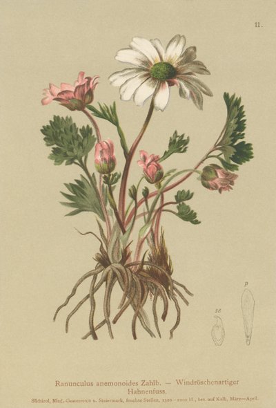 Anemonliknande kråkfot (Ranunculus anemonoides, Callianthemum anemonoides) av German School