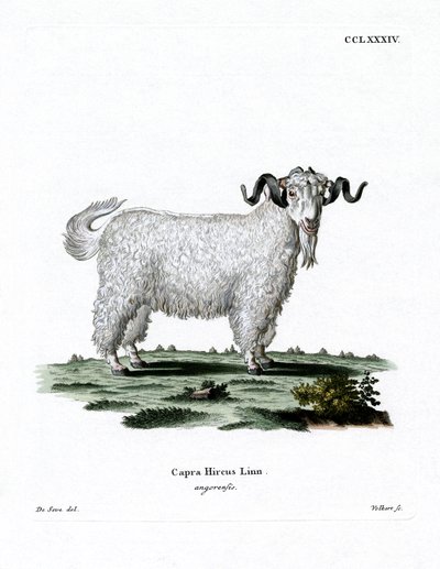Angora get (färgad gravyr) av German School