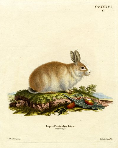 Angorakanin (färgad gravyr) av German School