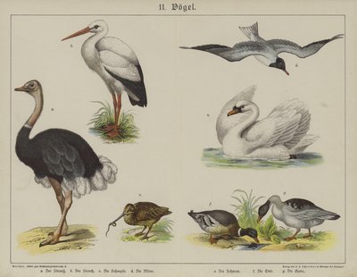 Djur (färg litho) av German School