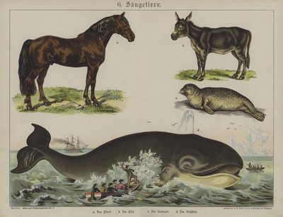 Djur (färg litho) av German School