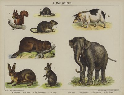 Djur (färg litho) av German School