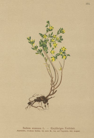 Årlig stengröda (Sedum annuum) av German School