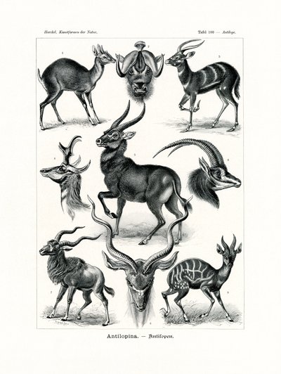 Antilopine, 1899-1904 av German School