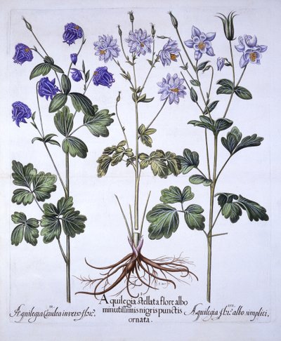 Aquilegia, från Hortus Eystettensis, av Basil Besler (1561-1629), pub. 1613 (handfärgad gravyr) av German School