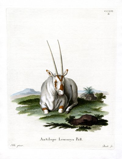 Arabian Oryx (färgad gravyr) av German School