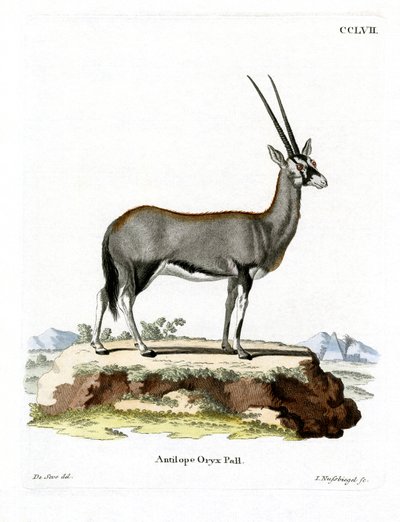 Arabian Oryx (färgad gravyr) av German School