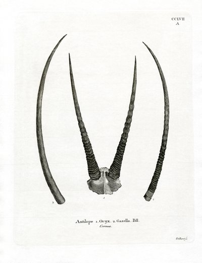 Arabiska Oryx-horn (färgad gravyr) av German School