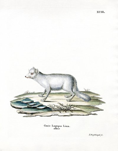 Arctic Fox (färgad gravyr) av German School