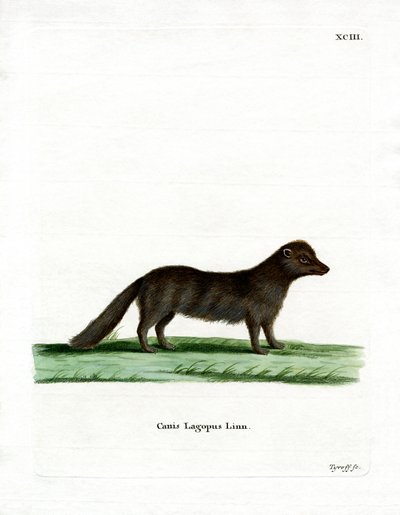 Arctic Fox (färgad gravyr) av German School