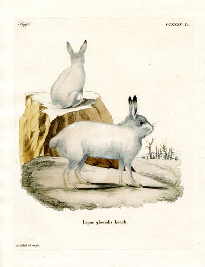 Arctic Hare (färgad gravyr) av German School