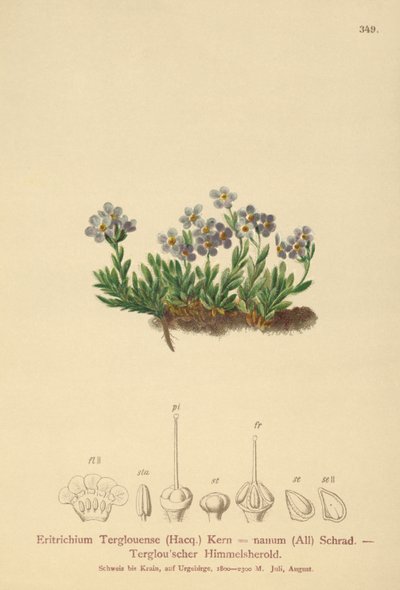 Arktisk förgätmigej (Eritrichium nanum, Eritrichium Terglouense) av German School