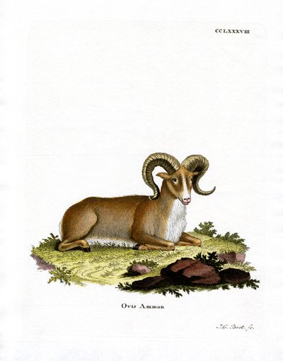 Argali (färgad gravyr) av German School