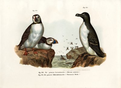 Arktisk lunnefågel, 1864 av German School