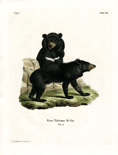 Asiatisk svartbjörn (färgad gravyr) av German School