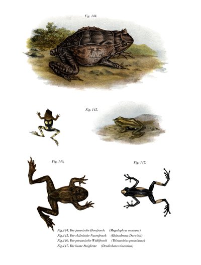 Asian Horned Frog (färg litho) av German School