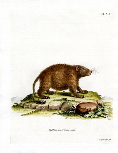 Asiatisk borststjärtspigg (färgad gravyr) av German School