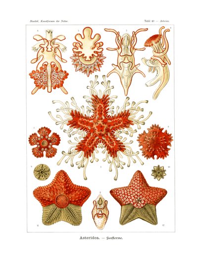 Asteridea av German School