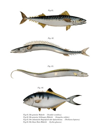 Atlantisk makrill (litho i färg) av German School