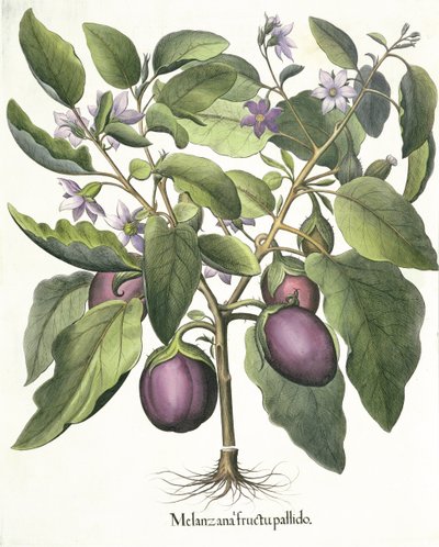 Aubergine: Melanzana blek frukt, från Hortus Eystettensis av Basil Besler (1561-1629), pub. 1613 av German School