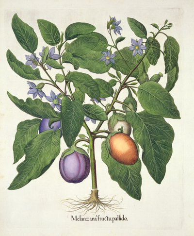 Aubergine: Melanzana fructu pallido, från Hortus Eystettensis av Basil Besler (1561-1629), pub. 1613 (handfärgad gravyr) av German School