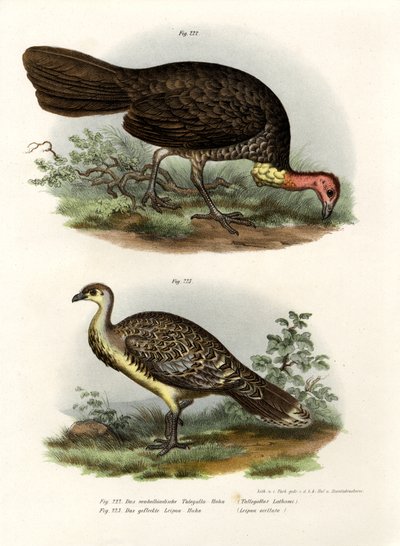 Australian Brush-Turkey, 1864 av German School