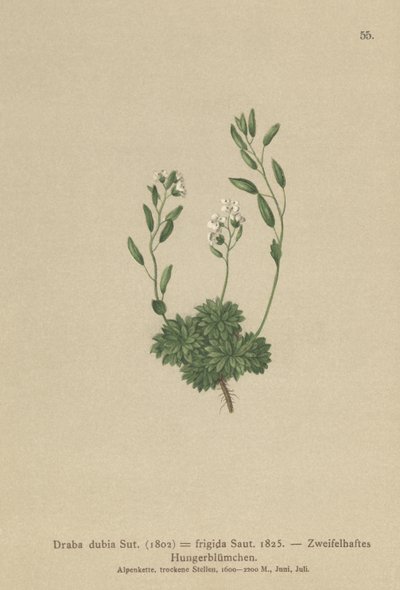 Österrikiskt Whitlow Grass (Draba dubia, Draba frigida) av German School