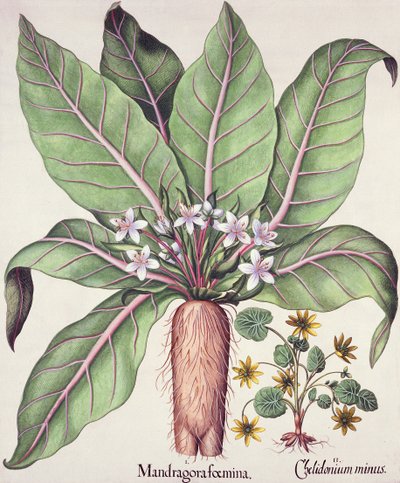 Autumn Mandrake, från Hortus Eystettensis av Basil Besler (1561-1629) pub. 1613 (handfärgad gravyr) av German School