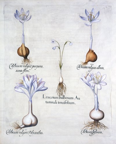 Höstsnöflinga och ängsaffran, från Hortus Eystettensis, av Basil Besler (1561-1629), pub. 1613 (handfärgad gravyr) av German School