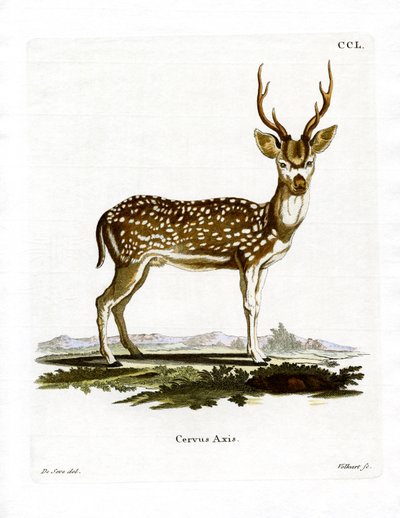 Axis Deer (färgad gravyr) av German School
