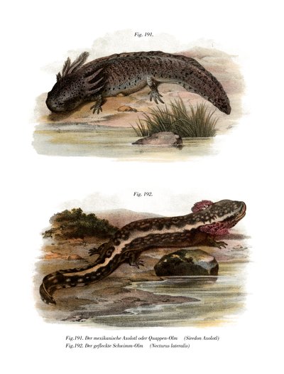 Axolotl (färgmedlemmar) av German School