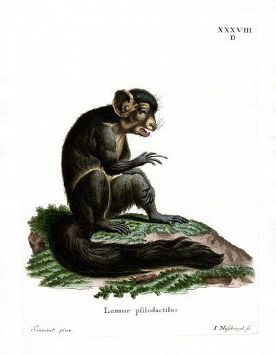 Aye-Aye (färgad gravyr) av German School