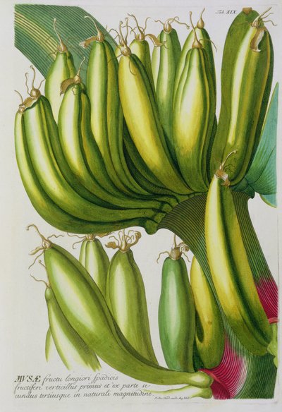 Banan, graverad av Johann Jakob Haid (1704-67) plåt 19 från en botanisk bok, pub. av Augustus Vind av German School