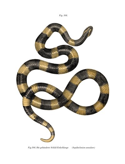 Banded Krait (färg litho) av German School
