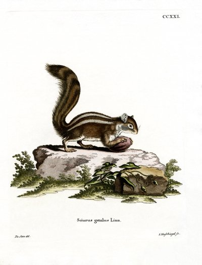 Barbary Ground Squirrel (färgad gravyr) av German School